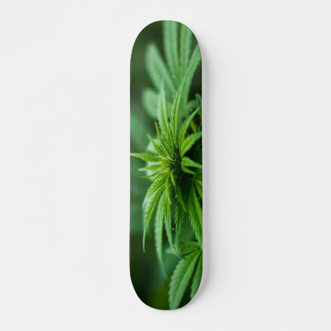 Skateboard Hermosa planta de maleza (Anverso )