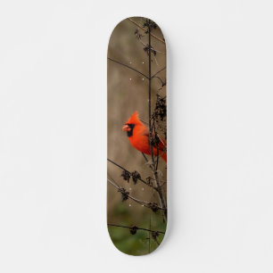 Skateboard Hermoso cardenal norte