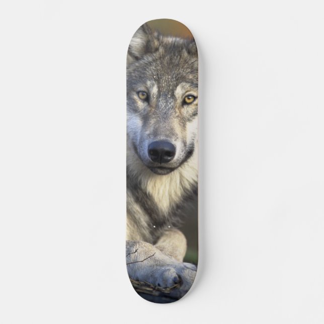 Skateboard Hermoso Lobo (Anverso)