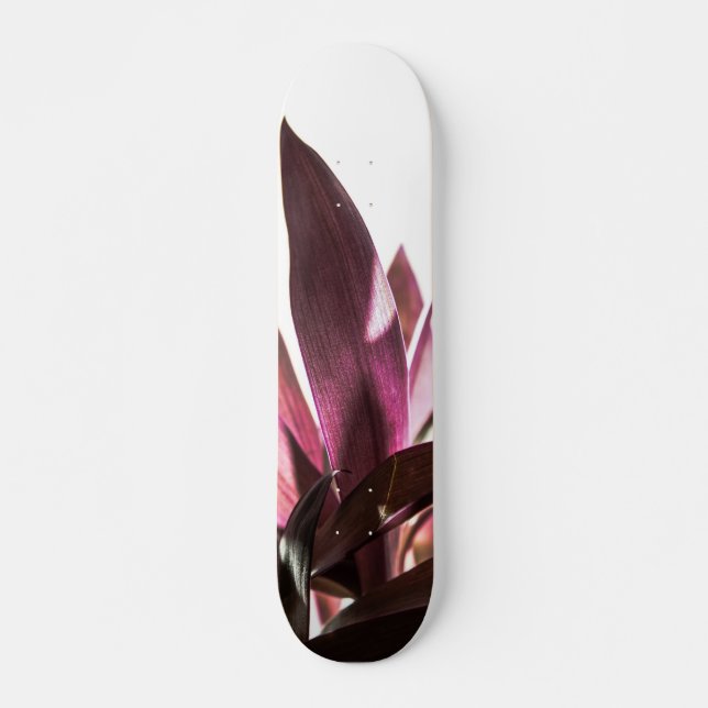 Skateboard hojas (Anverso )