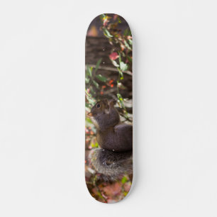 Skateboard Hora de comer para la ardilla