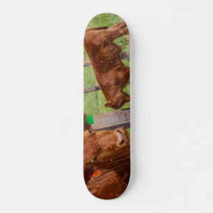 Skateboard ¡¡¡Hoy Vaca!!!