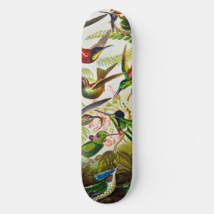 Skateboard Hummingbirds por Ernst Haeckel