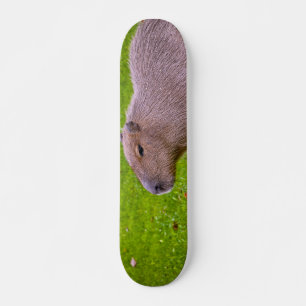 Skateboard Increíble Animal Carpincho