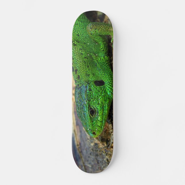 Skateboard Lacerta masculino Agilis del lagarto de arena (Anverso)