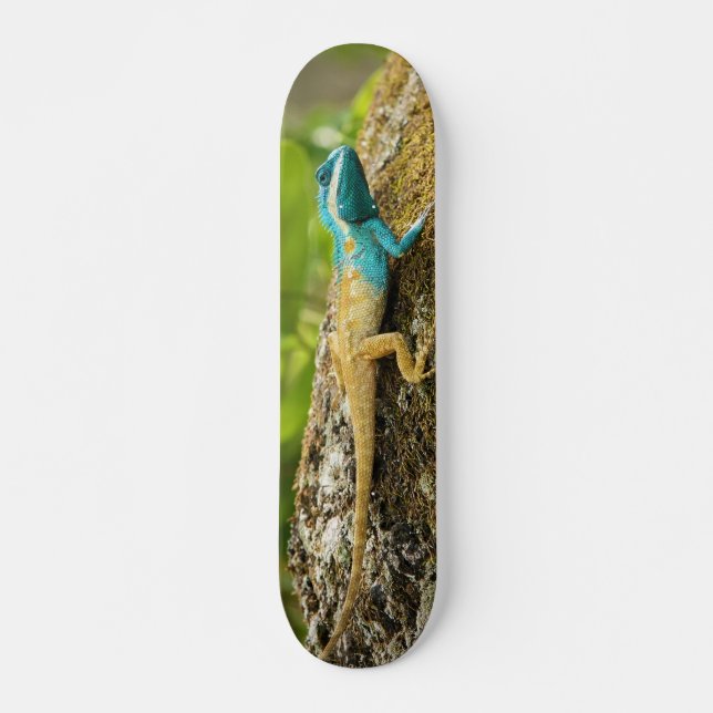 Skateboard Lagarto Azul-Con cresta Calotes Mystaceus (Anverso )