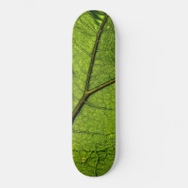 Skateboard Leaf. Butterbur verde