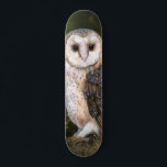 Skateboard Lechuza Barn Occidental - Arte de pintura acuarela<br><div class="desc">Lechuza Barn Occidental - Pintura de color de agua mezclada Arte Hermoso Ave Forestal</div>