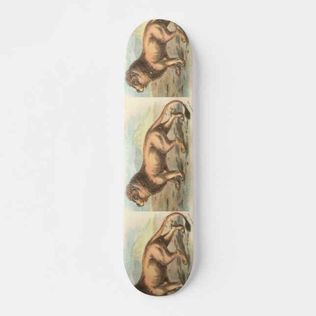 Skateboard León, Felis leo (Anverso )