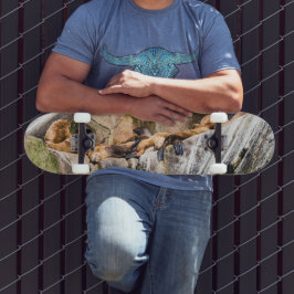 Skateboard Leones Marinos Sobre Las Rocas