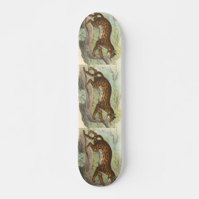 Skateboard Leopard-Cat, Felis bengalensis (Anverso )