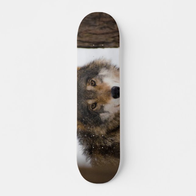 Skateboard Lobo gris europeo (Anverso )