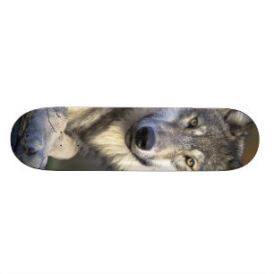 Skateboard Lobo Hermoso
