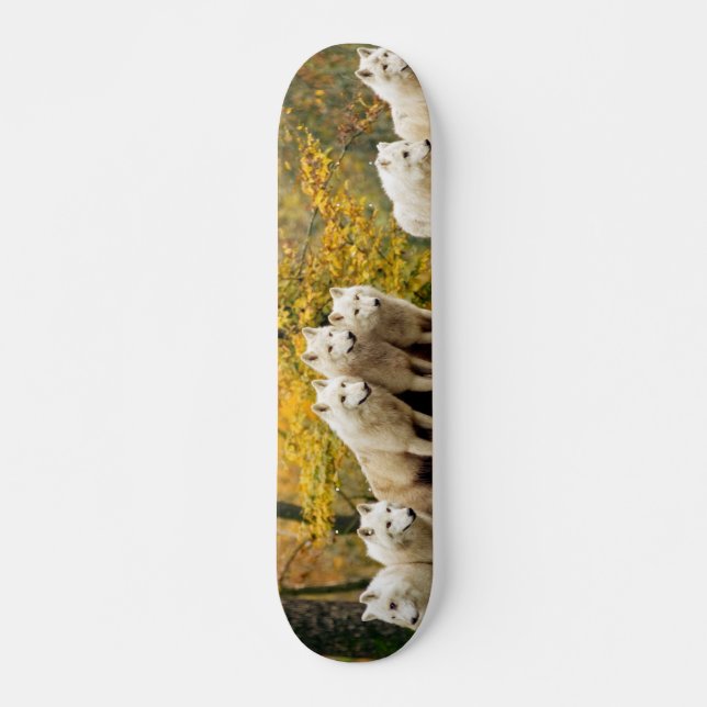 Skateboard Lobos blancos de Alaska en el bosque (Anverso )