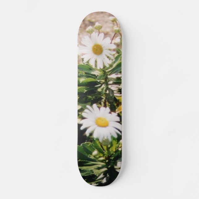 SKATEBOARD MARGARITA (Anverso)