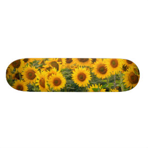 Skateboard Na, Estados Unidos, Colorado, Sunflower