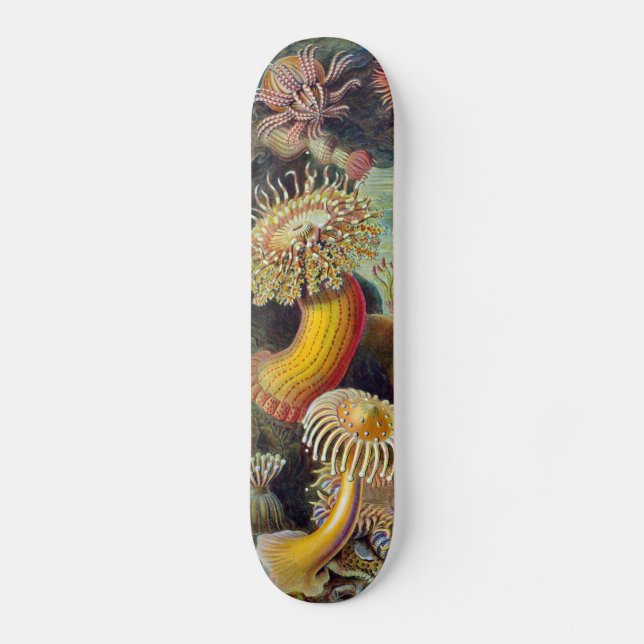 Skateboard Océano marino Anemone Científico (Anverso)