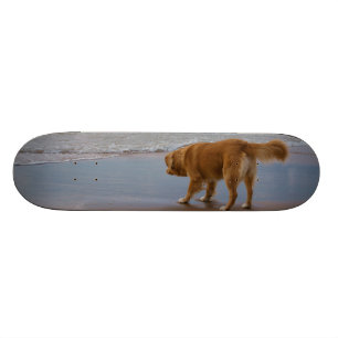 Skateboard Océano tocante del perro perdiguero del pato de