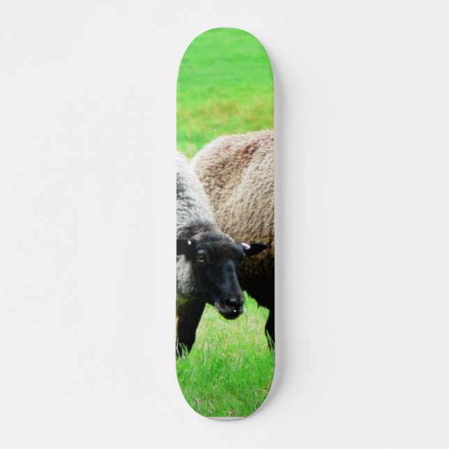 Skateboard Ovejas de cabeza negra (Anverso )