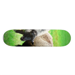 Skateboard Ovejas de cabeza negra