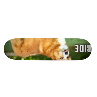 Skateboard Paseo para el Corgi