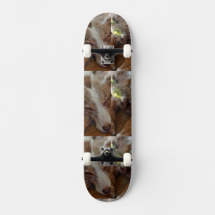 Skateboard pastor australiano de merle rojo durmiendo