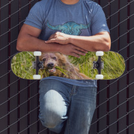 Skateboard Pastoreo parduzco, Alaska