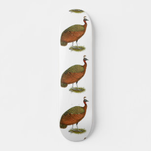 Skateboard Peafowl: Congo Peahen