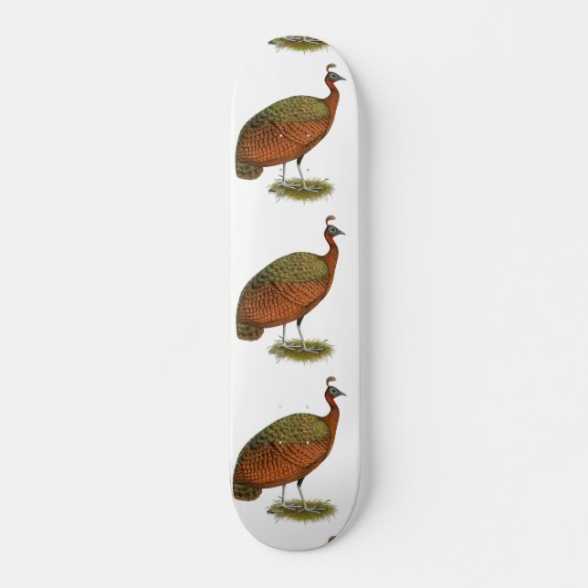 Skateboard Peafowl: Congo Peahen (Anverso )