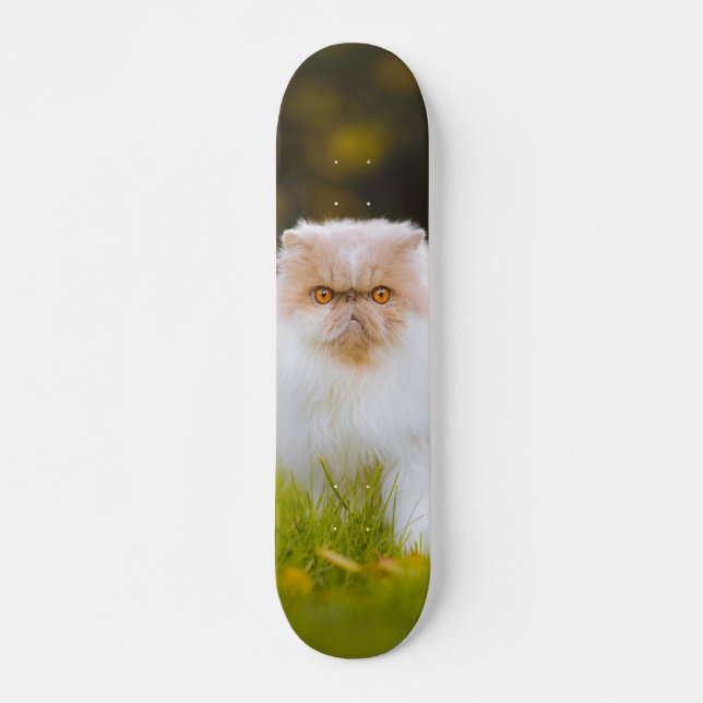 Skateboard Peludo gato persa observando (Anverso )