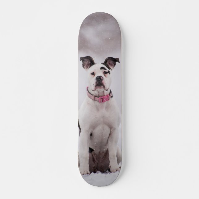 Skateboard Perro Boxer sentado en la nieve (Anverso )