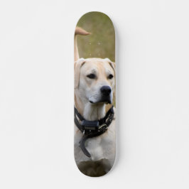Skateboard Perro Labrador con collar vigilando 