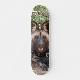 Skateboard Perro salvaje vigilando para cazar