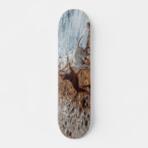 Skateboard Perros en la playa
