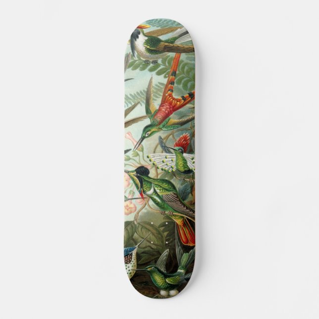 Skateboard pintura clásica de la fauna silvestre de comingbir (Anverso)