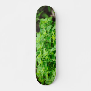 Skateboard Placa de esquí para hojas