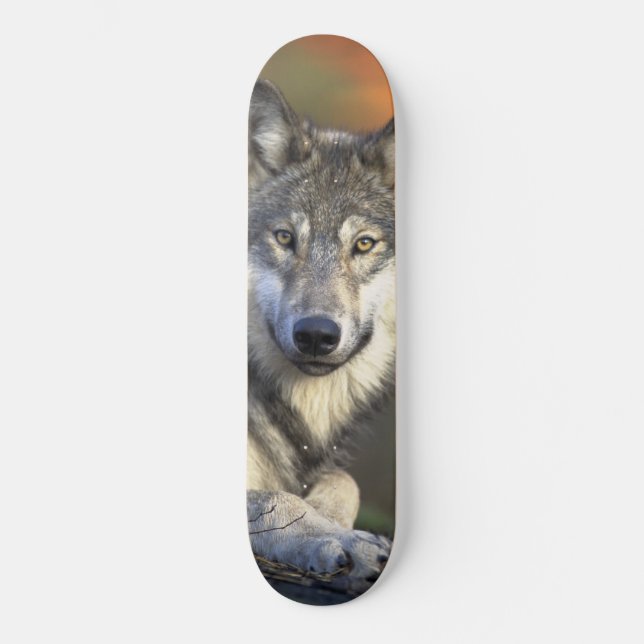 Skateboard Placa de esquí Wolf Wisdom (Anverso)