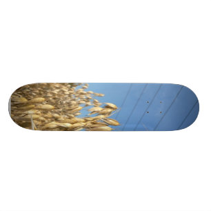 Skateboard Planta de la avena