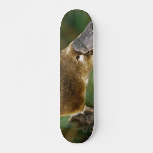 Skateboard Platypus (Anverso )