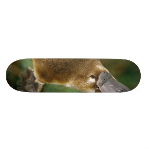 Skateboard Platypus