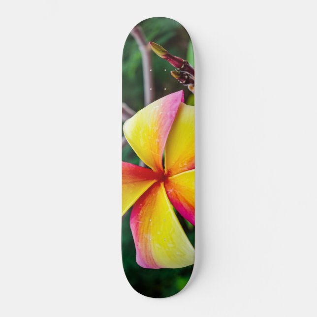 Skateboard Plumeria rubra (Anverso)
