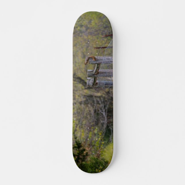 Skateboard Pose de la cerca de la ardilla (Anverso )