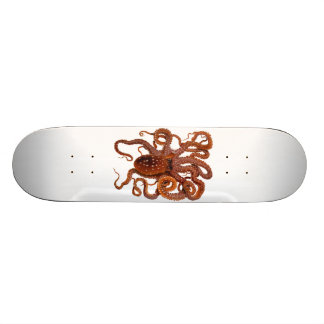 Skateboard Pulpo manchado blanco atlántico del Macropus del