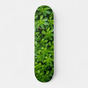 Skateboard Resumen de Moss