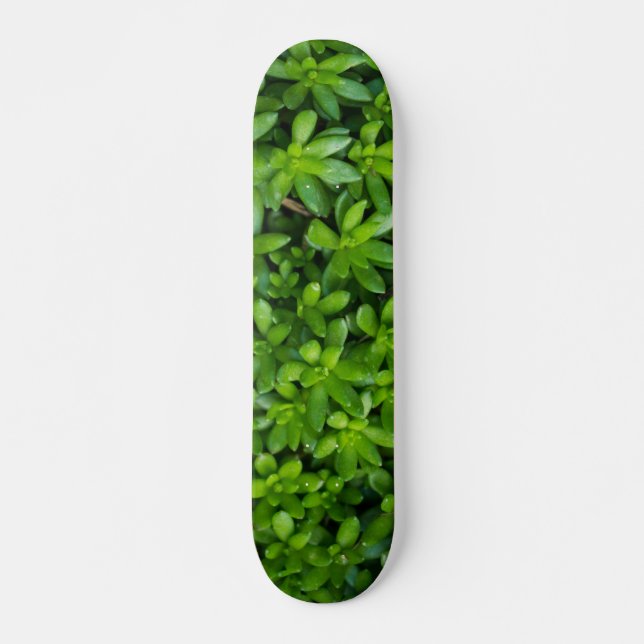 Skateboard Resumen de Moss (Anverso )