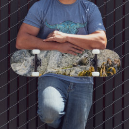 Skateboard Sello De Piel Joven En La Roca