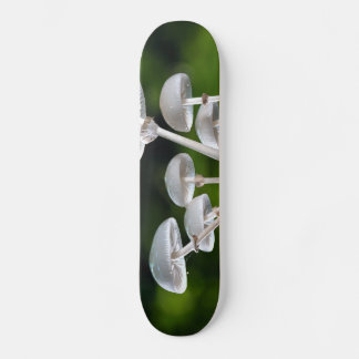 Skateboard Setas de otoño de ostra blanca