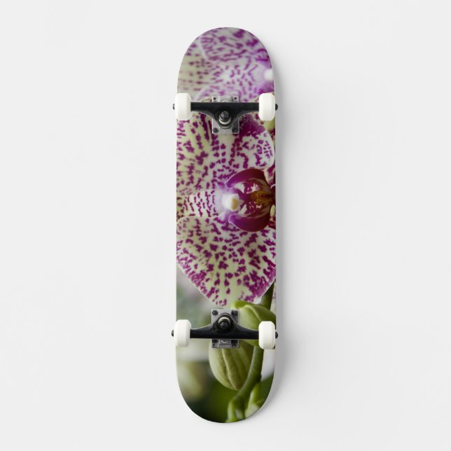 Skateboard Singapur (sánscrito para Ciudad León). Nacional (Anverso)