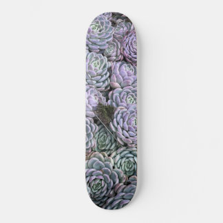Skateboard Suculentas, Suculentas, Suculentas 