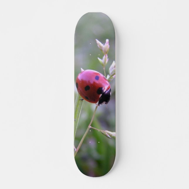 Skateboard Tablero de la mariquita (Anverso )